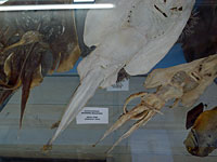 Μουσείο θαλάσσης Κέρκυρας φωτογραφίες