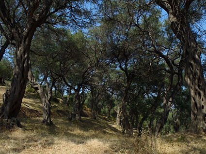 Μουσείo ελιάς Κέρκυρα