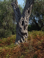 Μουσείo ελιάς Κέρκυρα