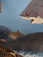 Μουσείο Θαλάσσης Κέρκυρας